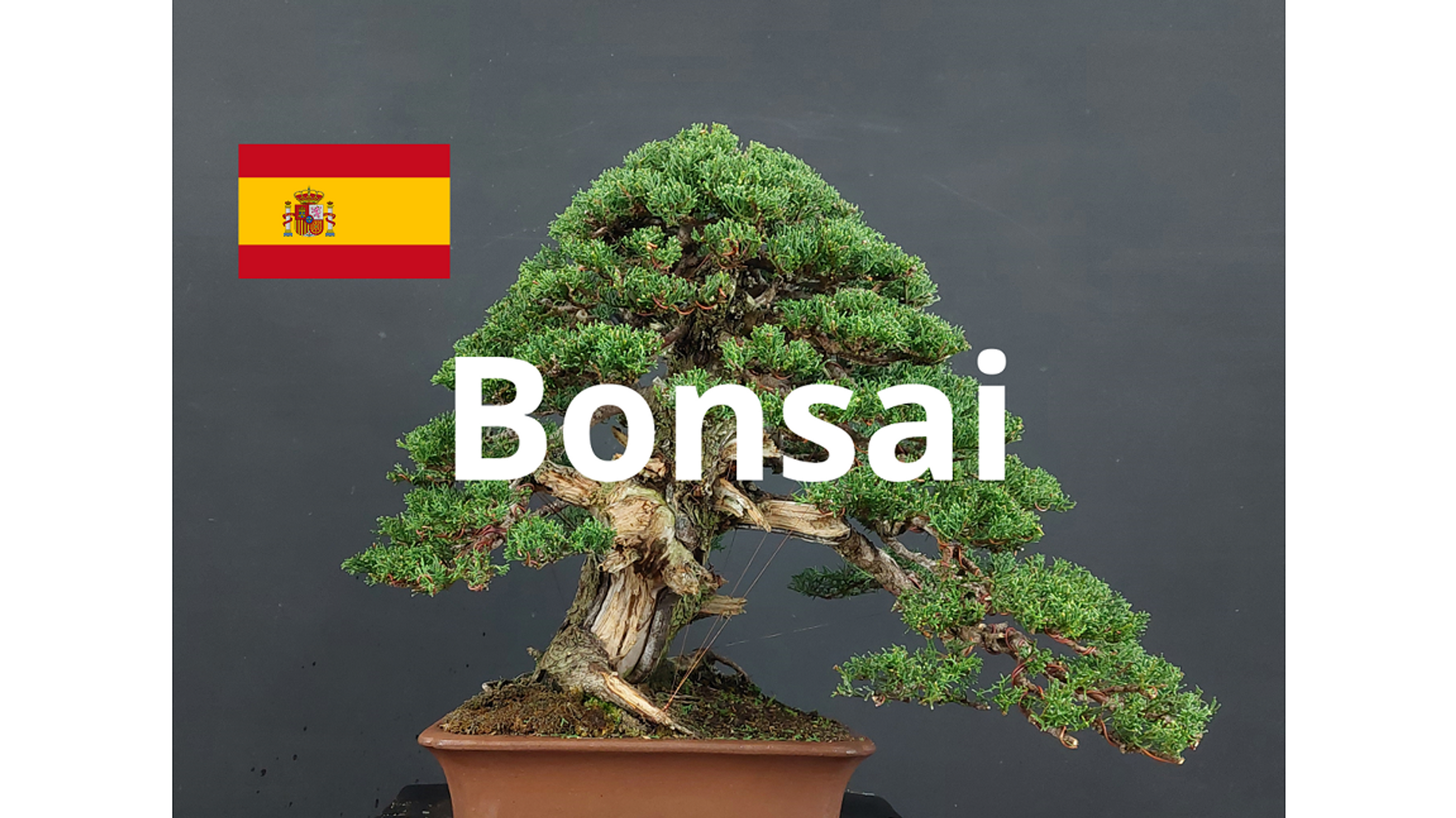 Michelangelo Book - Bonsai - Español